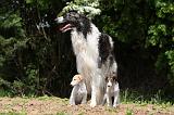 BARZOI 107